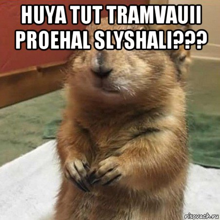 huya tut tramvauii proehal slyshali??? , Мем Суслик спрашивает