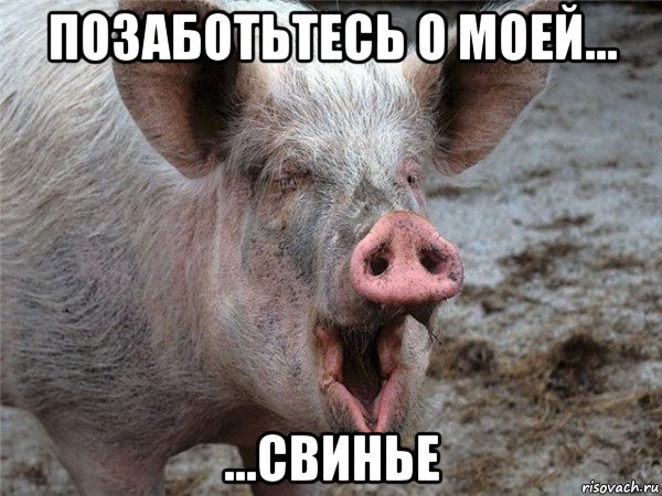 позаботьтесь о моей... ...свинье