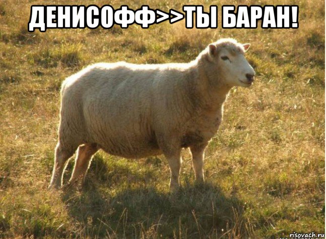 денисофф>>ты баран! , Мем Типичная овца
