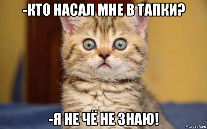 -кто насал мне в тапки? -я не чё не знаю!, Мем  удивление