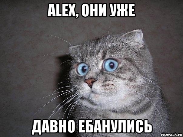 alex, они уже давно ебанулись, Мем  удивлённый кот