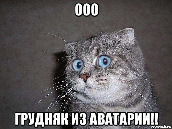 ооо грудняк из аватарии!!, Мем  удивлённый кот
