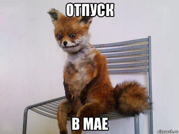 отпуск в мае, Мем Упоротый лис