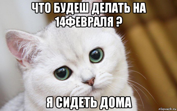 что будеш делать на 14февраля ? я сидеть дома, Мем  В мире грустит один котик