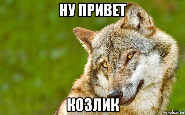 ну привет козлик, Мем   Volf