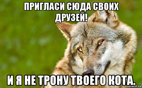 пригласи сюда своих друзей! и я не трону твоего кота., Мем   Volf