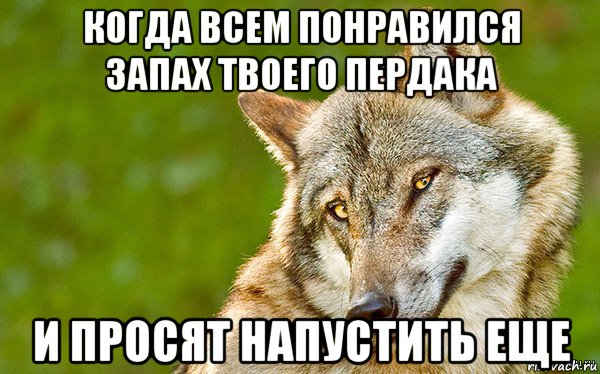 когда всем понравился запах твоего пердака и просят напустить еще, Мем   Volf