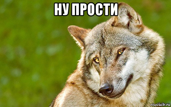 ну прости , Мем   Volf