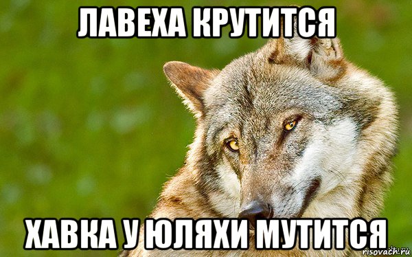 лавеха крутится хавка у юляхи мутится, Мем   Volf