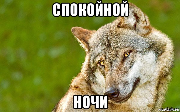 спокойной ночи, Мем   Volf