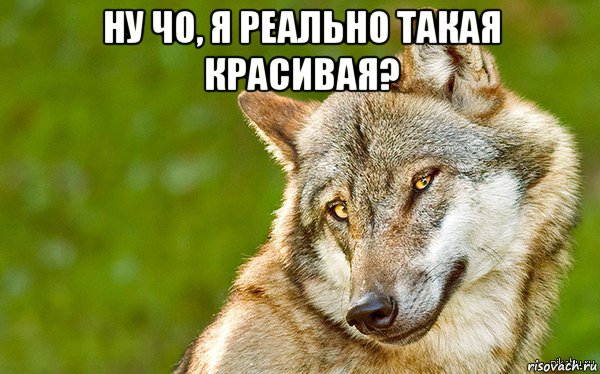 ну чо, я реально такая красивая? , Мем   Volf