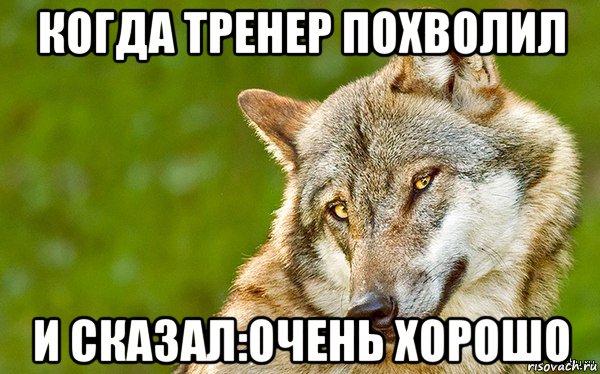 когда тренер похволил и сказал:очень хорошо, Мем   Volf