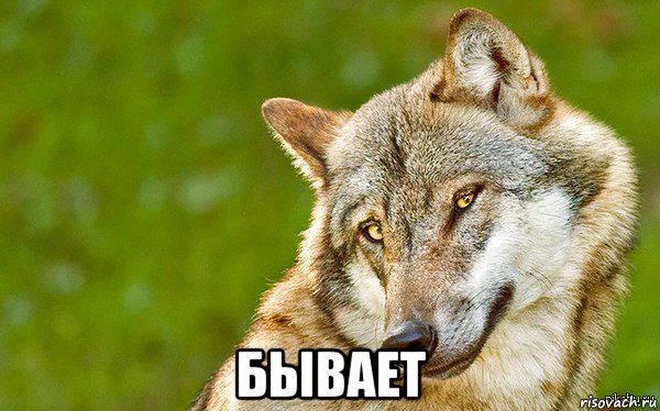  бывает, Мем   Volf