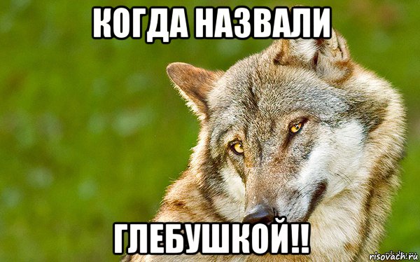 когда назвали глебушкой!!, Мем   Volf