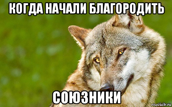 когда начали благородить союзники, Мем   Volf