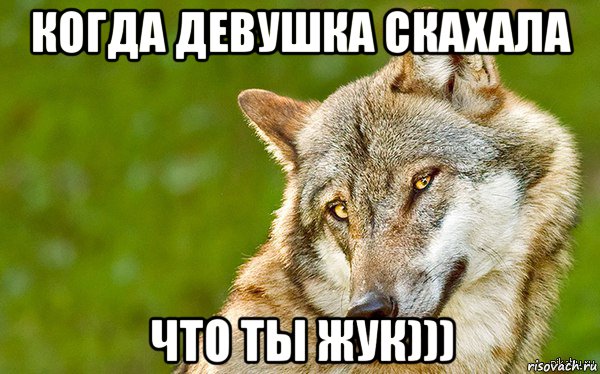 когда девушка скахала что ты жук))), Мем   Volf