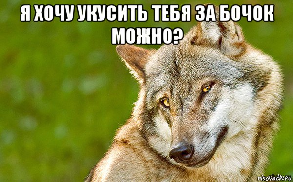 я хочу укусить тебя за бочок можно? , Мем   Volf