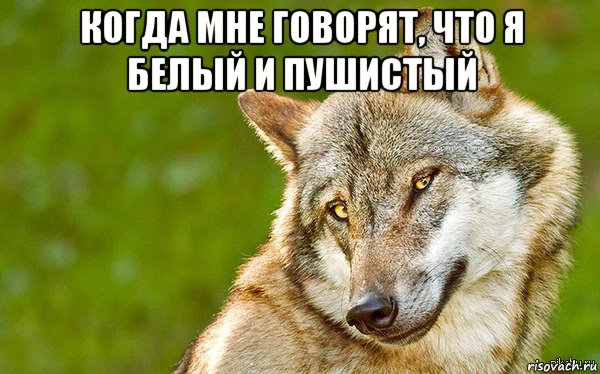 когда мне говорят, что я белый и пушистый , Мем   Volf