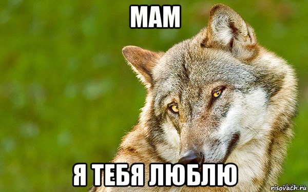 мам я тебя люблю, Мем   Volf