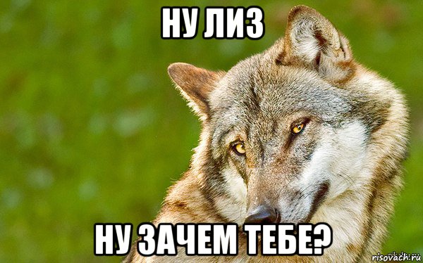 ну лиз ну зачем тебе?, Мем   Volf