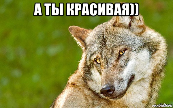 а ты красивая)) , Мем   Volf