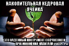 накопительная кедровая ячейка это надежный инструмент сохранения и приумножения капитала, Мем вырасти свое денежное дерево