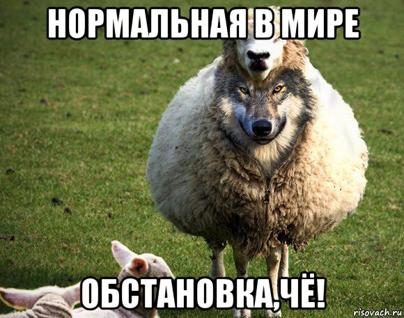 нормальная в мире обстановка,чё!, Мем Злая Овца