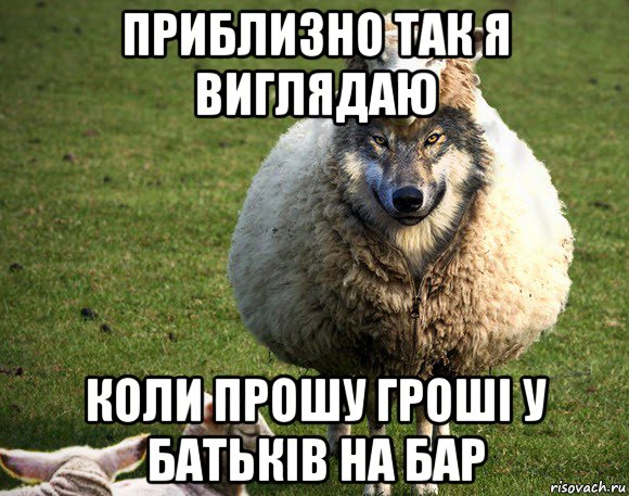 приблизно так я виглядаю коли прошу гроші у батьків на бар, Мем Злая Овца