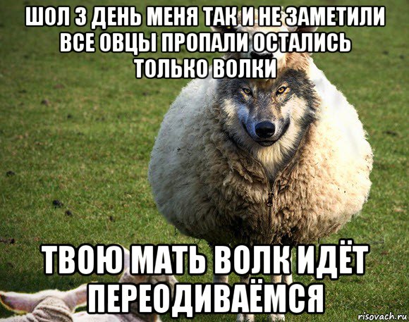 шол 3 день меня так и не заметили все овцы пропали остались только волки твою мать волк идёт переодиваёмся, Мем Злая Овца