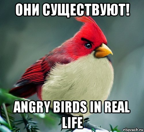 они существуют! angry birds in real life, Мем angry birds - Рисовач .Ру.