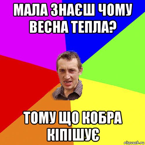 мала знаєш чому весна тепла? тому що кобра кіпішує, Мем Чоткий паца