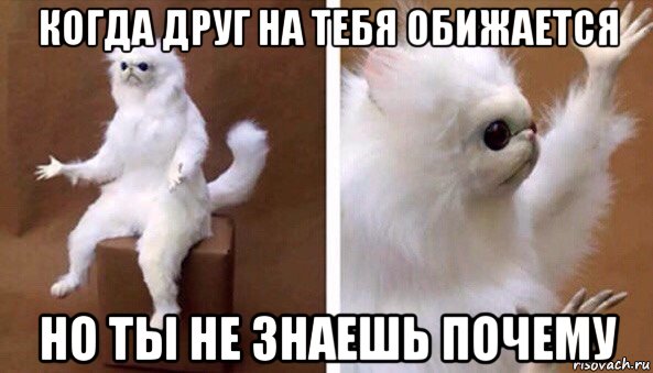 когда друг на тебя обижается но ты не знаешь почему, Мем Чучело кота