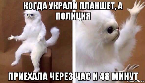 когда украли планшет, а полиция приехала через час и 48 минут, Мем Чучело кота