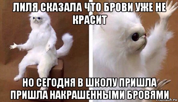 лиля сказала что брови уже не красит но сегодня в школу пришла пришла накрашенными бровями, Мем Чучело кота