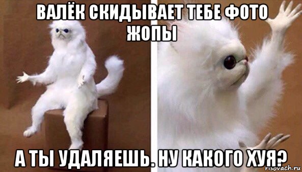 валёк скидывает тебе фото жопы а ты удаляешь. ну какого хуя?, Мем Чучело кота