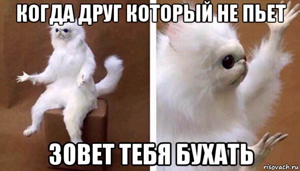 когда друг который не пьет зовет тебя бухать, Мем Чучело кота