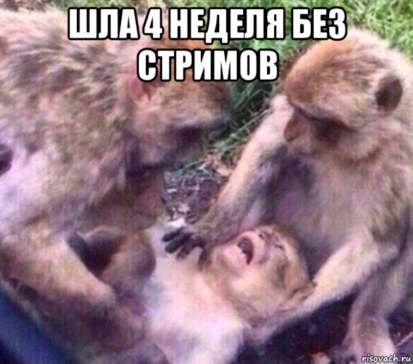 шла 4 неделя без стримов 