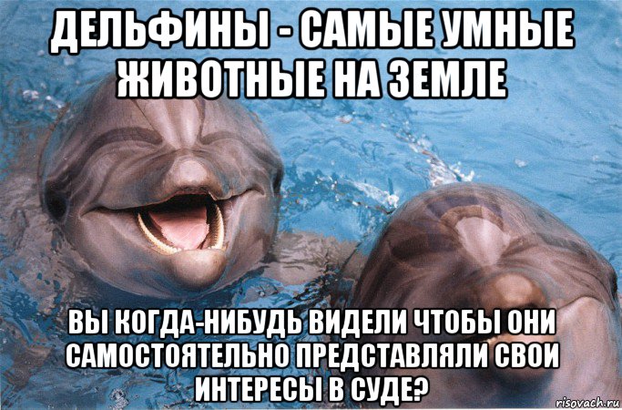 дельфины - самые умные животные на земле вы когда-нибудь видели чтобы они самостоятельно представляли свои интересы в суде?