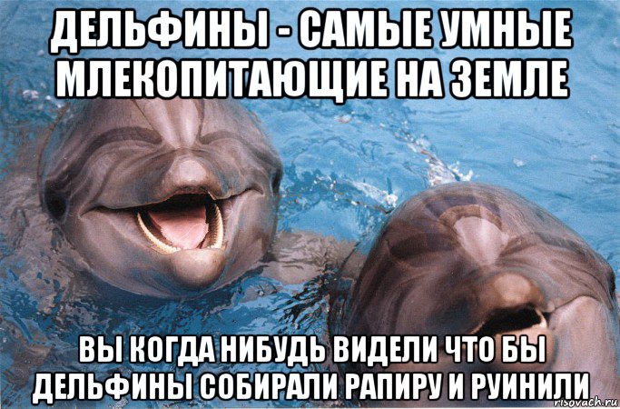дельфины - самые умные млекопитающие на земле вы когда нибудь видели что бы дельфины собирали рапиру и руинили