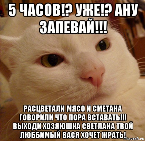 5 часов!? уже!? ану запевай!!! расцветали мясо и сметана говорили что пора вставать!!! выходи хозяюшка светлана твой люббимый вася хочет жрать!, Мем Дерзкий котэ