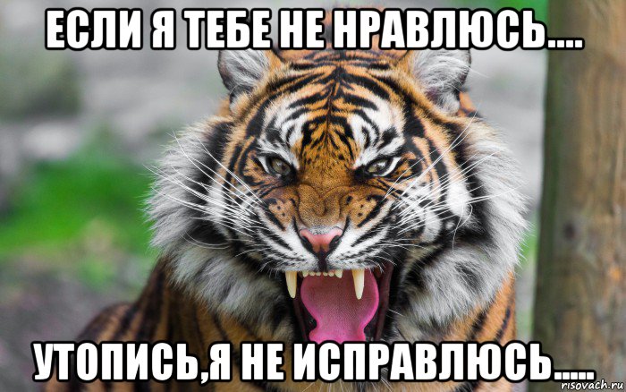 если я тебе не нравлюсь.... утопись,я не исправлюсь....., Мем ДЕРЗКИЙ ТИГР