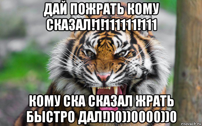 дай пожрать кому сказал!1!111111!111 кому ска сказал жрать быстро дал!))0))0000))0