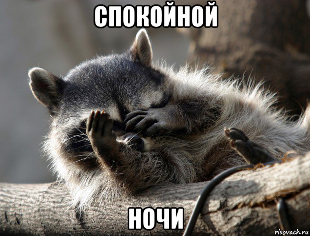 спокойной ночи, Мем Енот фейс спам