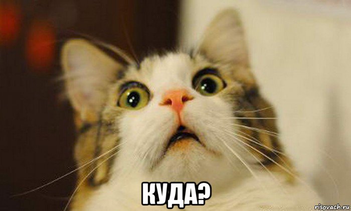  куда?