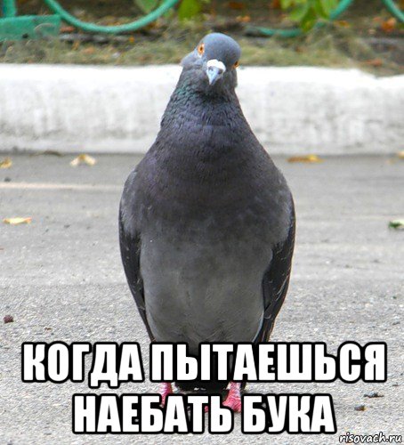  когда пытаешься наебать бука