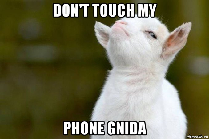 don't touch my phone gnida, Мем  Гордый козленок