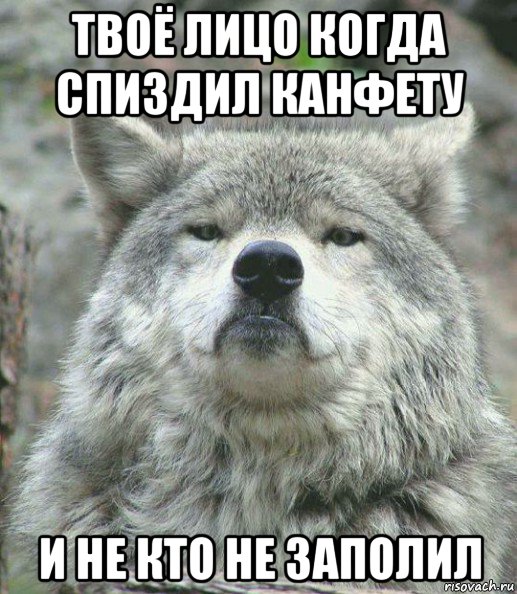 твоё лицо когда спиздил канфету и не кто не заполил, Мем    Гордый волк