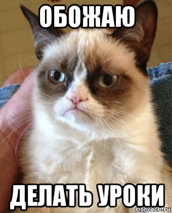 обожаю делать уроки, Мем Grumpy Cat small