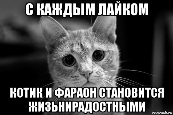 с каждым лайком котик и фараон становится жизьнирадостными