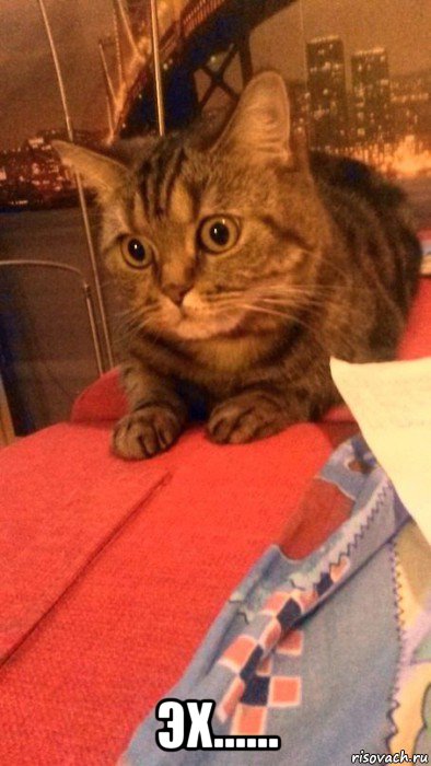  эх......, Мем Грустный кот